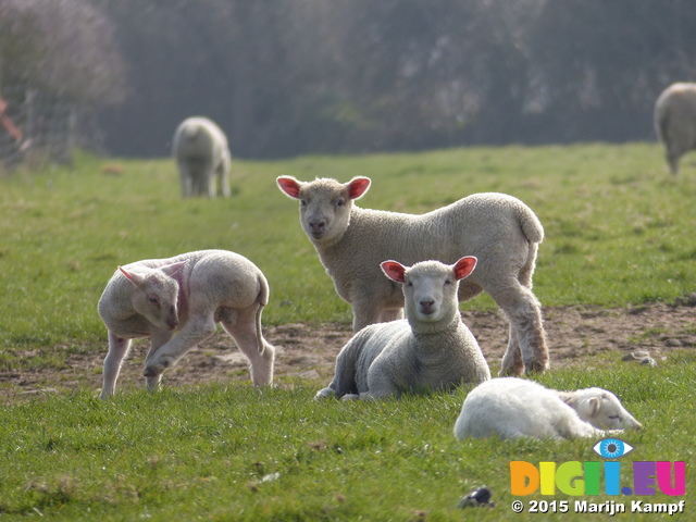 FZ012226 Lambs in field